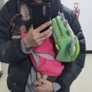 같이할개 반려견유치원 대전점 이미지