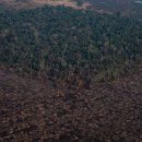 열대우림 아마존, 초원으로 바뀔 판…임계점 근접 이미지