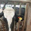 돈보라목장 이미지