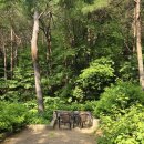 솔향수목원(솔숲광장) 이미지