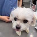 부천 동물심장 내과 건강검진센터 | 내과 박사님의 세심한 약물 관리로 노령견 신장 수치, 강아지 심장 크기 개선!