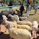 고령목장 | 베트남 나트랑 가족여행 부모님과 내돈내산 판랑사막 양떼목장 투어