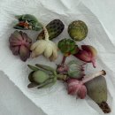 뿌리 유치원 | 회사에서 뿌리없는 다육이 심기. 제이앤미 초미니 다육 랜덤 10개