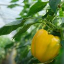 진주텃밭 초전점 이미지