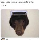 고양이 문으로 들어오려다 머리 낀 곰 이미지