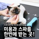 구영 고양이 무마취 미용 | 둔산동고양이미용실 [포캣그루밍] 우리 고양이를 위한 무마취 미용 &amp; 스파 후기