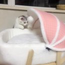 요리조리 흔들의자 이미지