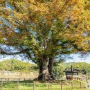 문화마을길(와룡면) 이미지