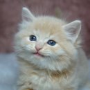 엔젤&야꿍이네 이미지