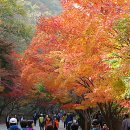 내장산 관광안내소 이미지