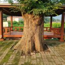 느티나무경로당 이미지