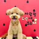 몽애견미용실 | 안양동 애견미용, 쁘띠아몽 애견미용실 전문가의 손길로 예쁨 폭발! 솔직 후기!