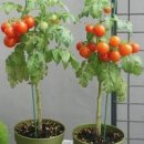 방울토마토 키우기 화분 분갈이 방법대로 하면 쉬워요 이미지