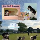 포댕 네이버블로그