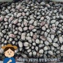 두승농장 | 정읍 청일오디 산지직송 햇오디