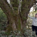 제주 봉개동 왕벚나무 자생지 이미지