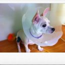 애경동물병원 이미지