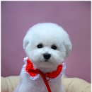 나나 펫 살롱 이미지