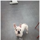 제로네 펫쌀롱 이미지