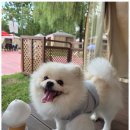 시화유치원 | 시화애견유치원 아이들에게 매일이 특별한 날이 되는 곳