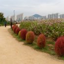 르코스모스