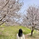 연무초등학교 앞 | 수원 여행, 수원 벚꽃 맛집 창룡문부터 방화수류정, 행궁동까지