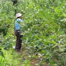 청록농장 이미지