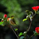 봄을 기다리는 잔잔한 클래식 이미지