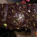 개미농장 2농장 이미지