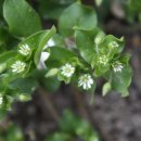 섬진강변 철쭉길 | 84. 섬진강변 봄꽃 나들이