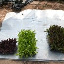 김인호 농장 이미지