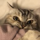 스마일플러스동물병원 이미지