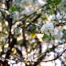 사월오일 이미지