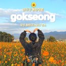 곡성묘천 | 곡성 동화정원 황화코스모스 명소에서 인생 사진 남기기