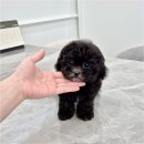 천안강아지분양 우리집퍼피 천안아산본점 (하이도그) | 천안강아지분양 우리집퍼피 천안아산본점 하이도그 입양 전 필수 서류와 초기관리 체크리스트