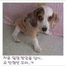 똥강아지 이미지