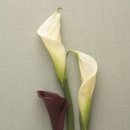 카라flower 이미지