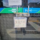 갤러리데이지 | [2박3일 평창 여행] 육백마지기 샤스타데이지부터 정선 5일장까지 비 와도 좋았던 여행