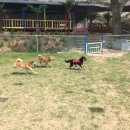 기찬흑염소 이미지