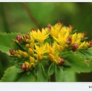 꽃이야 나무야 파주 이미지