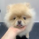 펫스탑 이미지