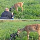 백년사슴 이미지