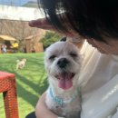 애견천국 | [경기 군포] 강아지 천국! 애견운동장 애견카페 ‘비숲’ 내돈내산 방문후기