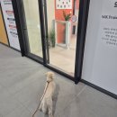 수정유치원 | 훈련사가 있는 교육중심 강동구애견유치원 오십케이강동그란츠직영점 데이케어 솔직후기