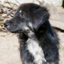개는 네팔이나 몽골에서 왔을 수 있다 이미지