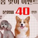 김해 강아지분양 고양이분양 똥강아지 이미지