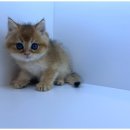 도그마루 천안지점 이미지