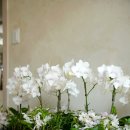 꽃들에나라어린이집 | 울산 어린이집 학부모 교육 치유원예 프로그램 호접란 힐링 수업 후기