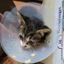 은하수 동물병원 이미지