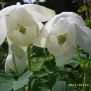 꽃이랑개랑 이미지